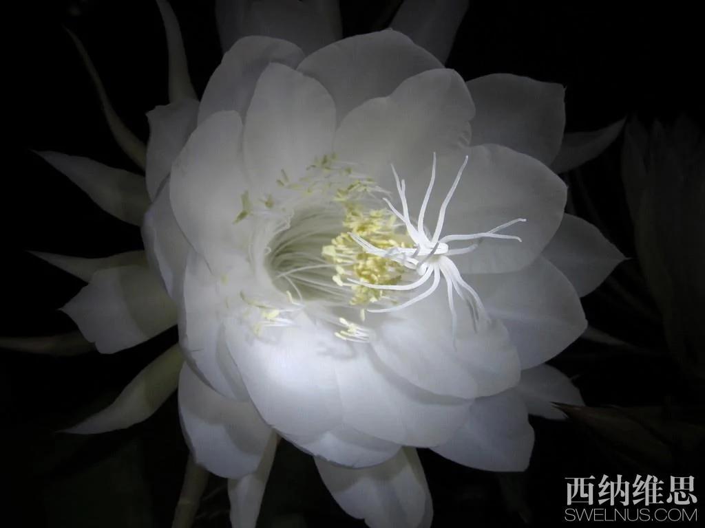 美到心碎 世界10大凄美之花