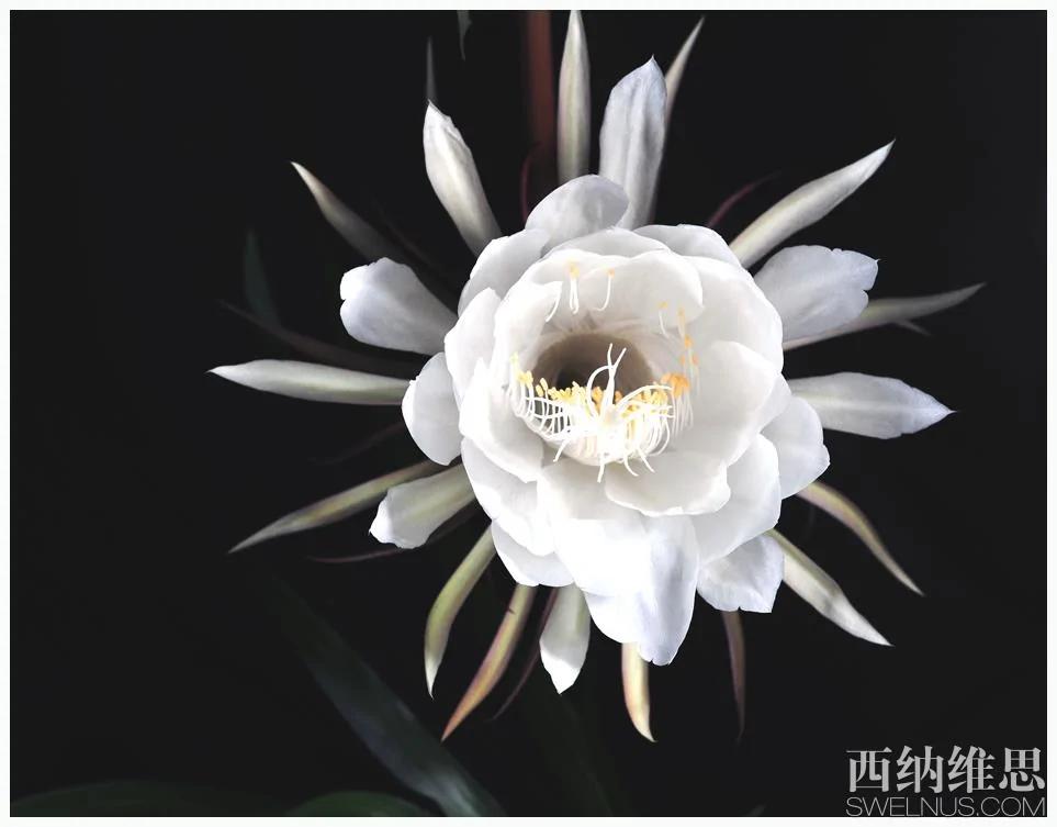 美到心碎 世界10大凄美之花