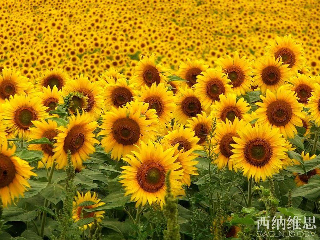 美到心碎 世界10大凄美之花