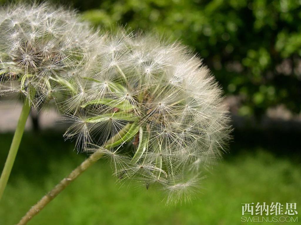 美到心碎 世界10大凄美之花