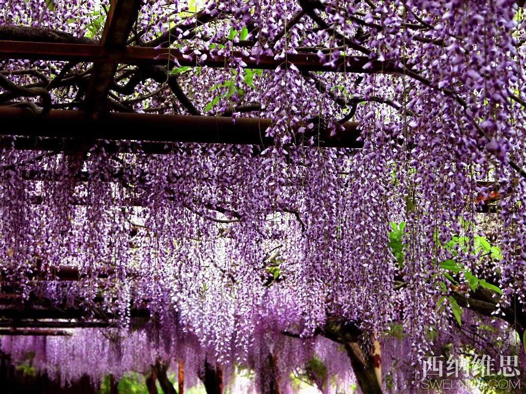 美到心碎 世界10大凄美之花