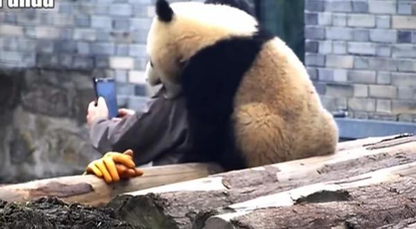 熊猫靠饲养员肩上撒娇自拍 网友:幸运的男人