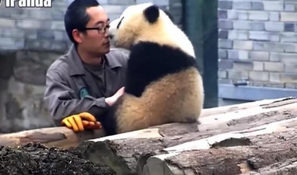 熊猫靠饲养员肩上撒娇自拍 网友:幸运的男人