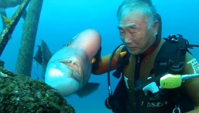 照顾海底神社长达25年的老爷爷 竟然和鱼儿培养出感情