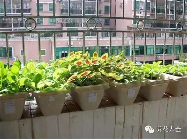 超级齐全的阳台种菜实用攻略 赶紧学起来