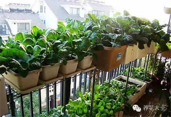 超级齐全的阳台种菜实用攻略 赶紧学起来