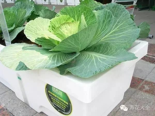 超级齐全的阳台种菜实用攻略 赶紧学起来