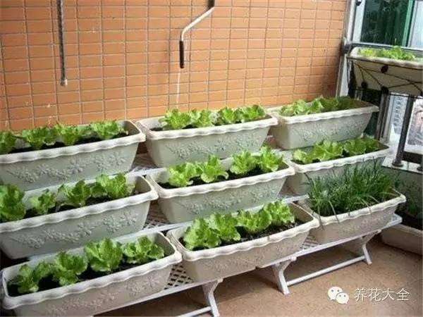 超级齐全的阳台种菜实用攻略 赶紧学起来