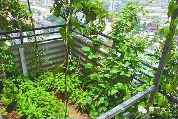 超级齐全的阳台种菜实用攻略 赶紧学起来