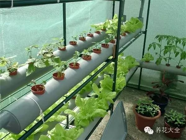 超级齐全的阳台种菜实用攻略 赶紧学起来