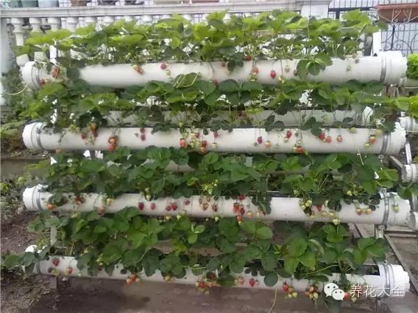 超级齐全的阳台种菜实用攻略 赶紧学起来