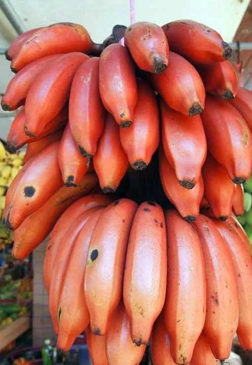 罕見珍貴的14大水果，一般人真吃不起，你吃過多少種?