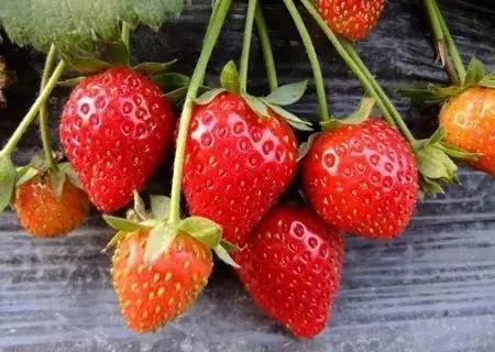 推荐!适合早春的4种清热去火食物