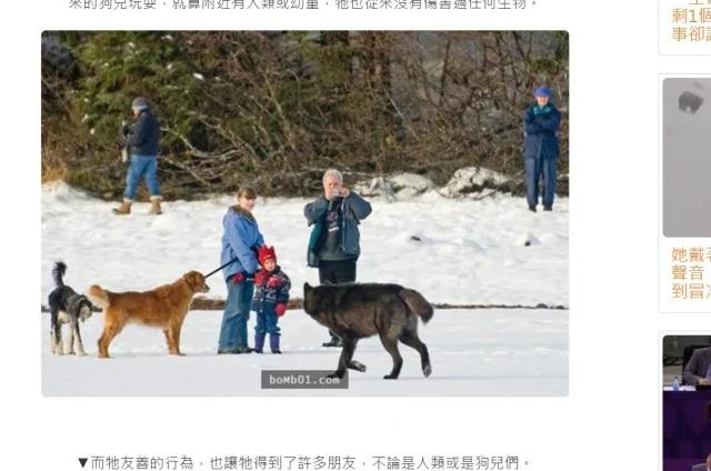 听到〝狼〞你会联想到什么呢? 野生动物摄影师相遇后,竟从此改变他的想法。