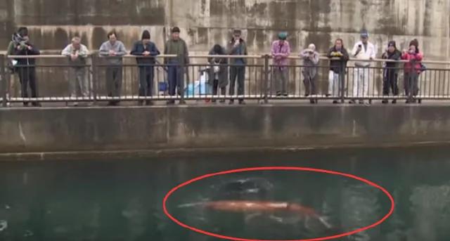 日海湾出现红色怪物 潜水員拍到惊人画面