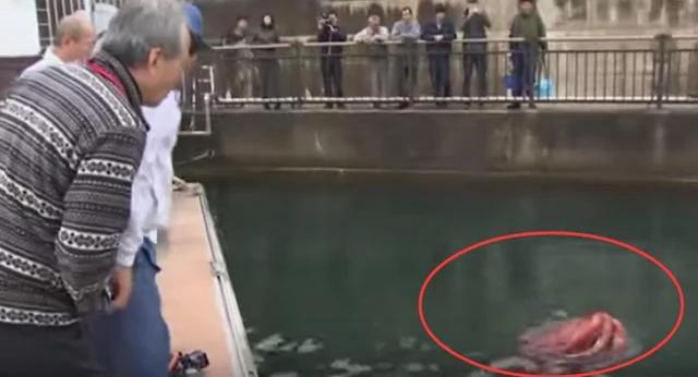 日海湾出现红色怪物 潜水員拍到惊人画面