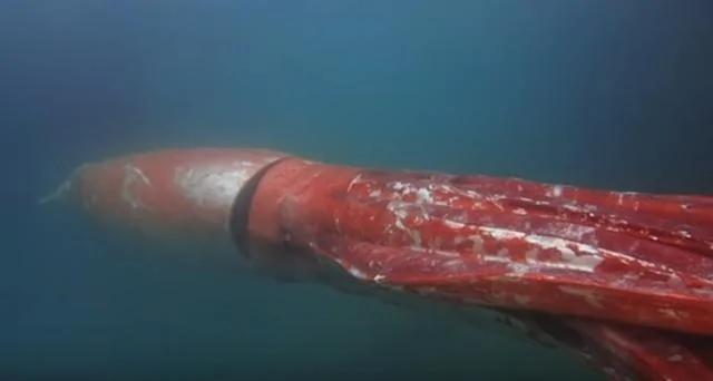 日海湾出现红色怪物 潜水員拍到惊人画面
