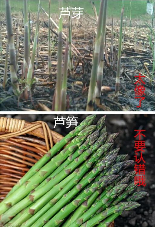 自然的恩赐 那些年我们吃过的花花草草(芦芽篇)