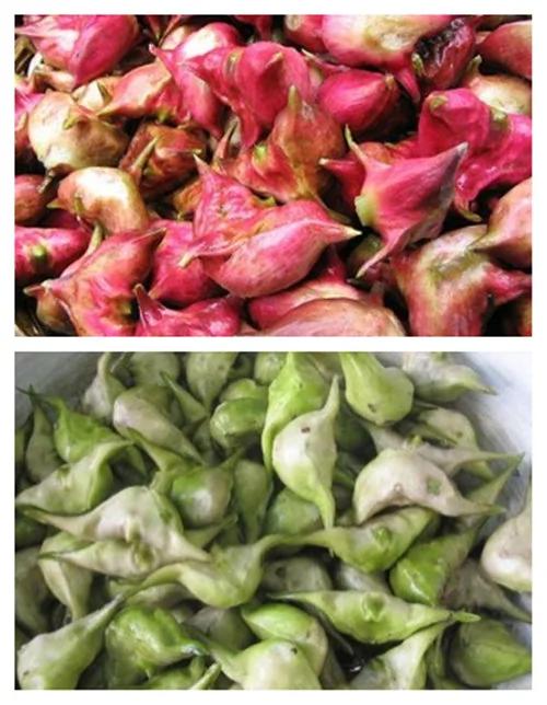自然的恩赐 那些年我们吃过的花花草草(菱角篇)
