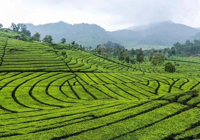 你真的了解抹茶吗?揭秘关于抹茶的11个冷知识