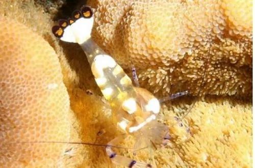 透明虾巨型石斑鱼 自然界千奇百怪的生物