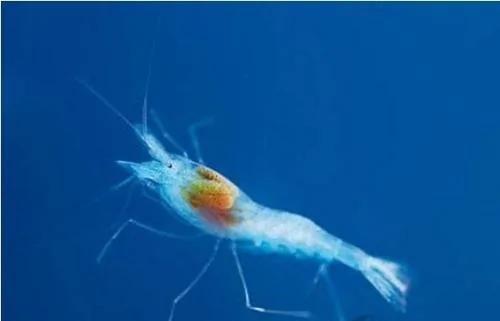 透明虾巨型石斑鱼 自然界千奇百怪的生物