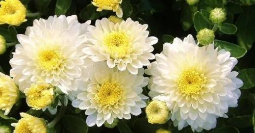 枸杞、菊花一起泡水喝的神奇功效!