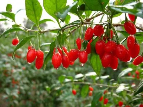 枸杞、菊花一起泡水喝的神奇功效!