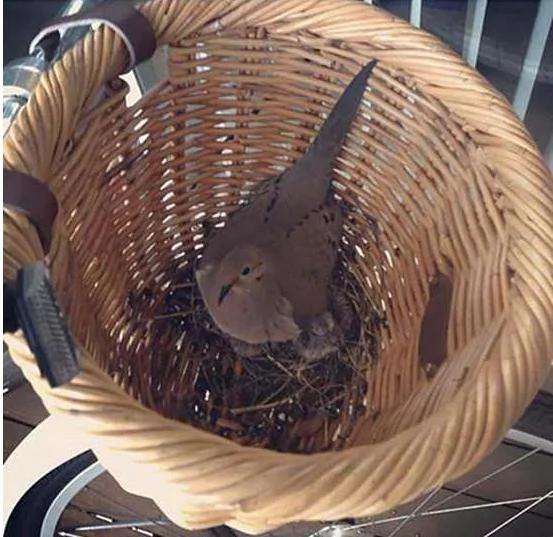 鸟筑巢的奇怪地点 匪夷所思这也能筑巢