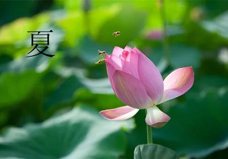 立夏后最全养生指南 这样做一夏天不生病