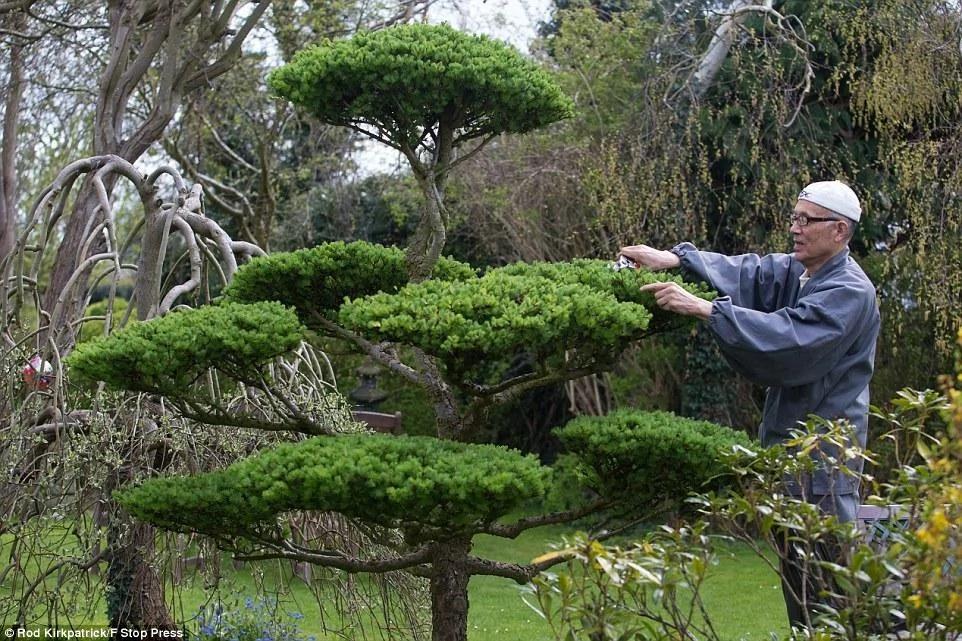 76岁僧人花费35年将荒地改造成日式花园