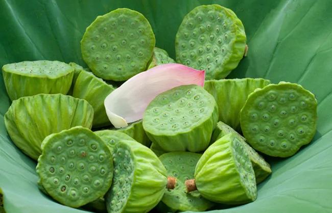 自然的恩赐 那些年我们吃过的花花草草