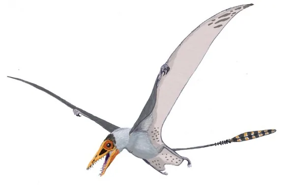 翼手龍生活在侏羅紀晚期，是肉食性動物，可能獵食魚類與其他小型動物。（Wiki Commons）