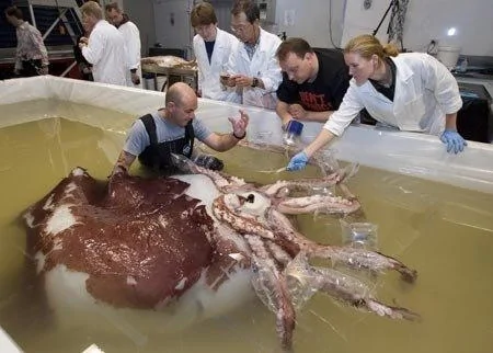 世界十大傳奇捕撈，一隻螃蟹5口人吃一周！