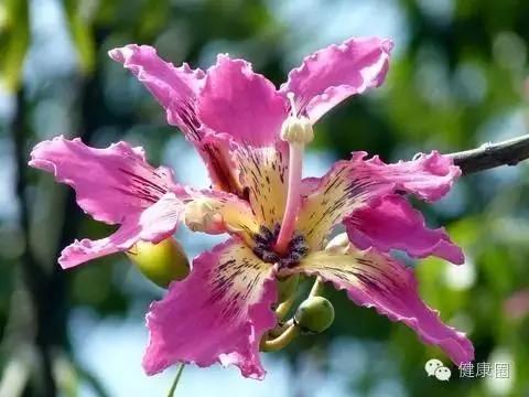 这些植物养在家里,蚊虫不见了!你还不养上一盆?