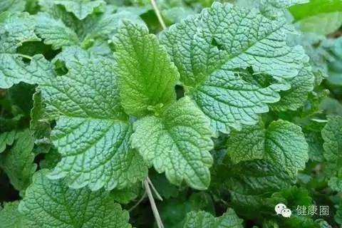 这些植物养在家里,蚊虫不见了!你还不养上一盆?