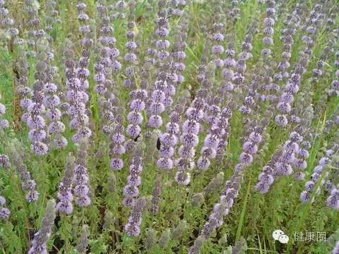 这些植物养在家里,蚊虫不见了!你还不养上一盆?