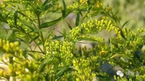 这些植物养在家里,蚊虫不见了!你还不养上一盆?