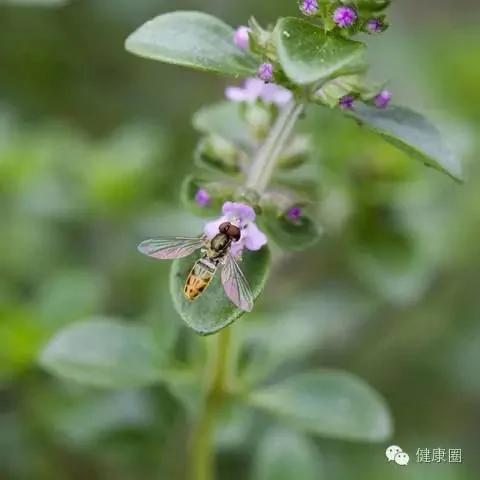 这些植物养在家里,蚊虫不见了!你还不养上一盆?