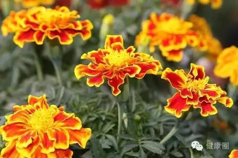 这些植物养在家里,蚊虫不见了!你还不养上一盆?