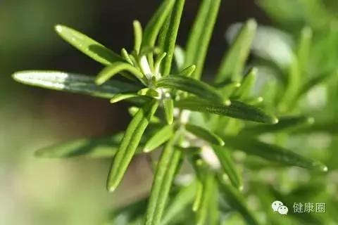 这些植物养在家里,蚊虫不见了!你还不养上一盆?