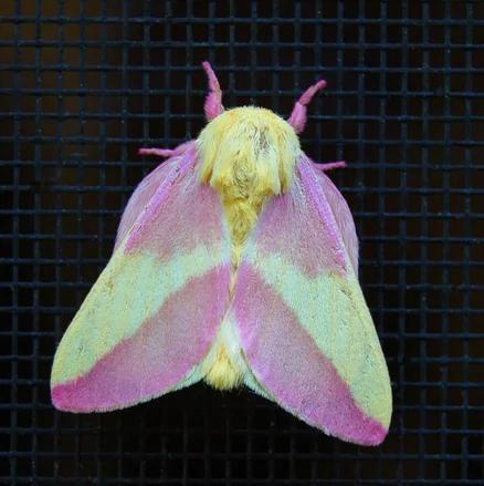 26种根本就不可能存在这世界上的“真实神奇生物”