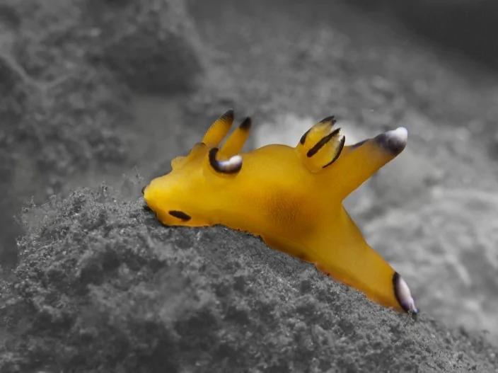 26种根本就不可能存在这世界上的“真实神奇生物”