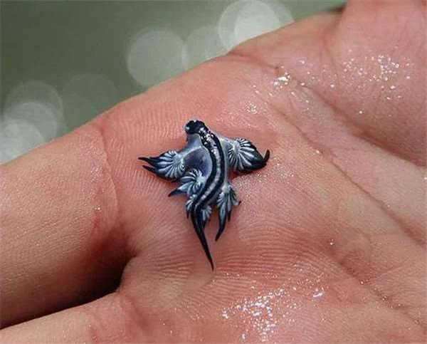 26种根本就不可能存在这世界上的“真实神奇生物”