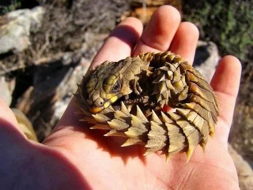26种根本就不可能存在这世界上的“真实神奇生物”