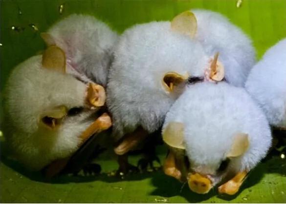 26种根本就不可能存在这世界上的“真实神奇生物”