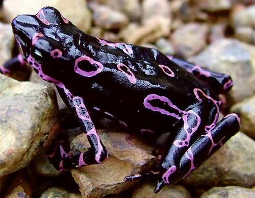 26种根本就不可能存在这世界上的“真实神奇生物”