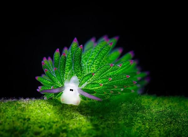 26种根本就不可能存在这世界上的“真实神奇生物”