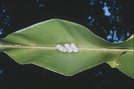 26种根本就不可能存在这世界上的“真实神奇生物”
