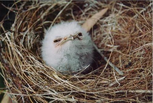 26种根本就不可能存在这世界上的“真实神奇生物”